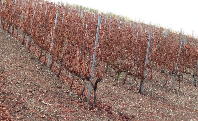 Las Médulas y las viñas de Galicia emprenden su camino hacia la recuperación tras los incendios