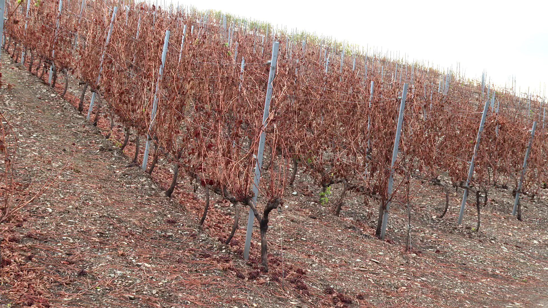 Las Médulas y las viñas de Galicia emprenden su camino hacia la recuperación tras los incendios
