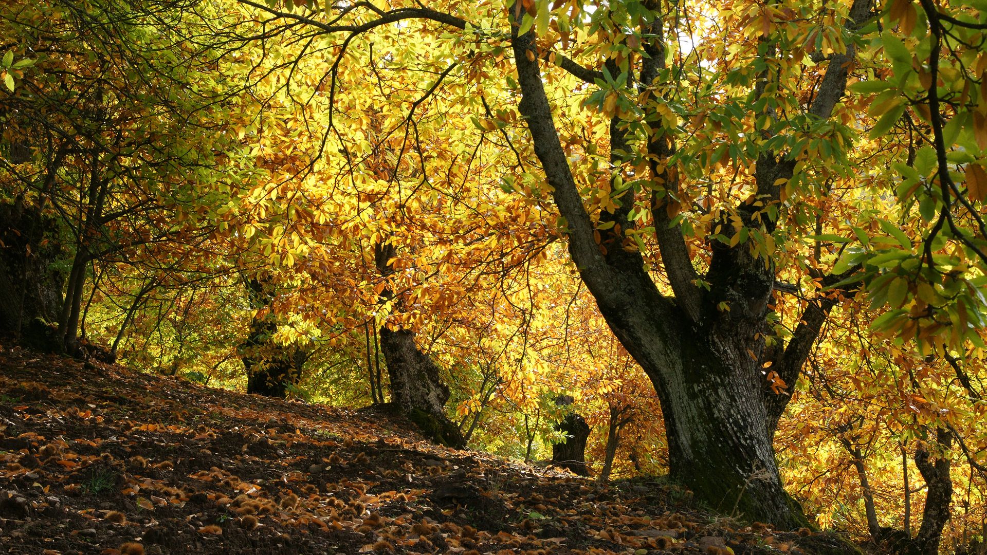 Bosque otoñal en Parauta, Valle del Genal, Málaga