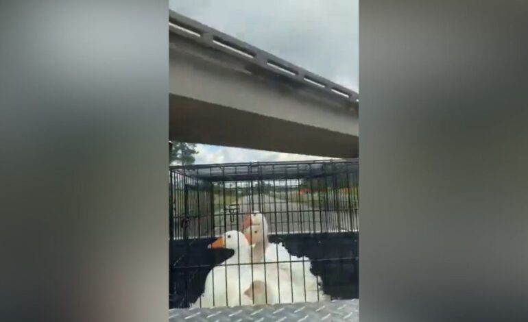 el viral que ha sacado carcajadas a los usuarios