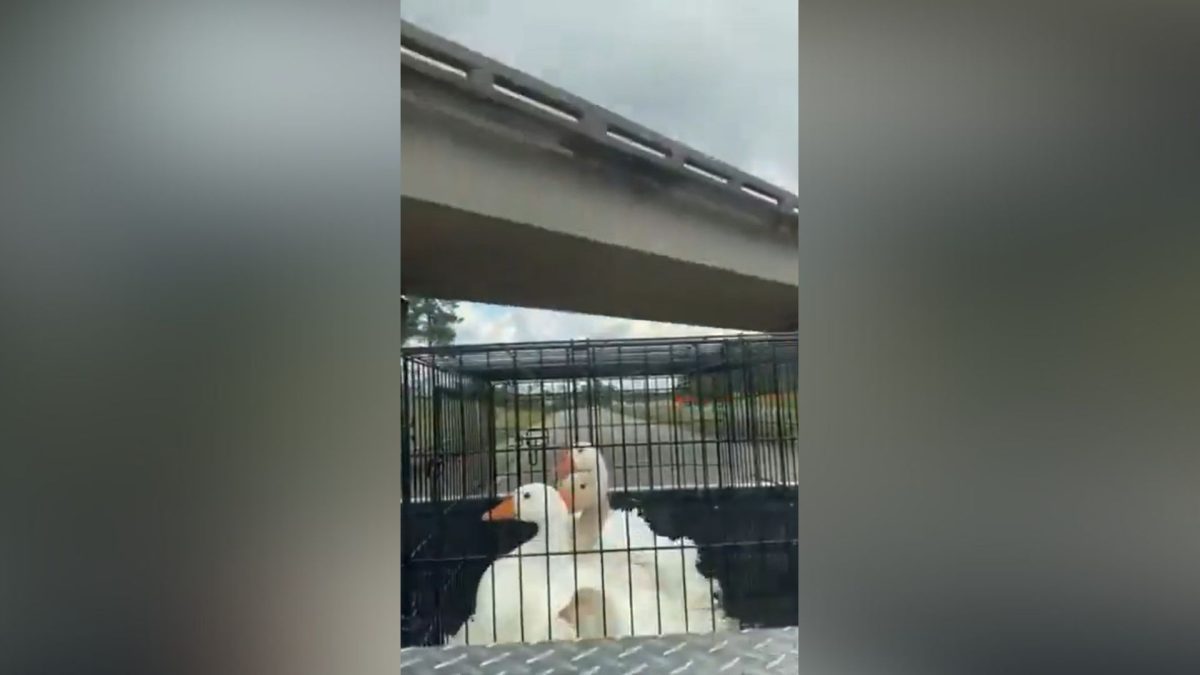 el viral que ha sacado carcajadas a los usuarios