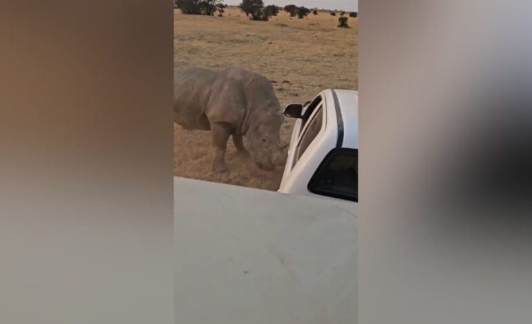 Iban a liberar a este rinoceronte, pero no se lo tomó nada bien: acabó pagando su enfado con un coche