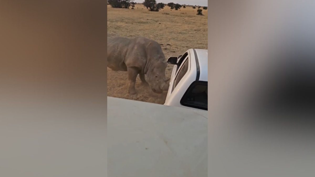Iban a liberar a este rinoceronte, pero no se lo tomó nada bien: acabó pagando su enfado con un coche