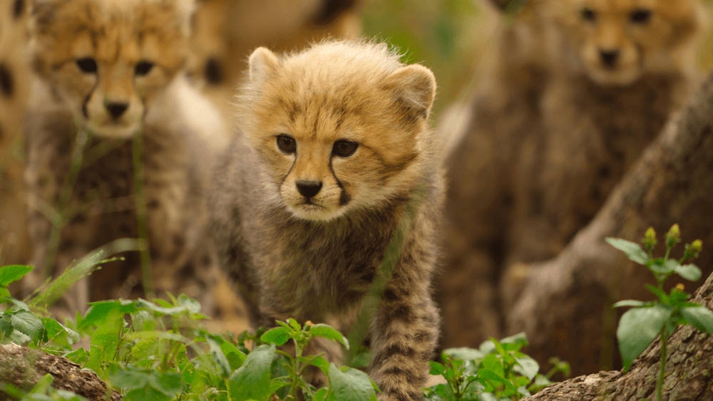 escenas de naturaleza salvaje