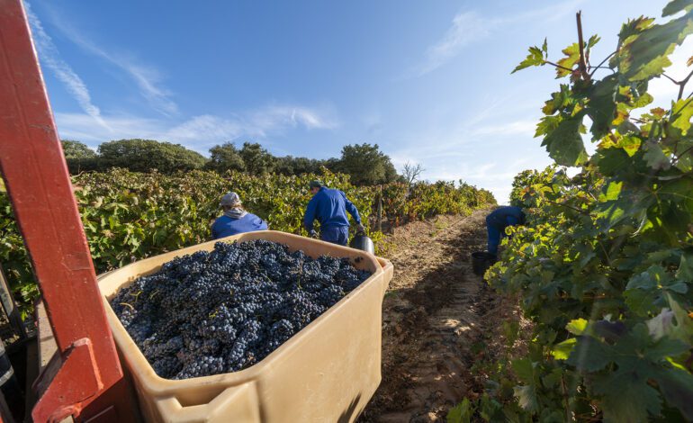 mapa de la contribución socioeconómica de la D.O. Ribera del Duero