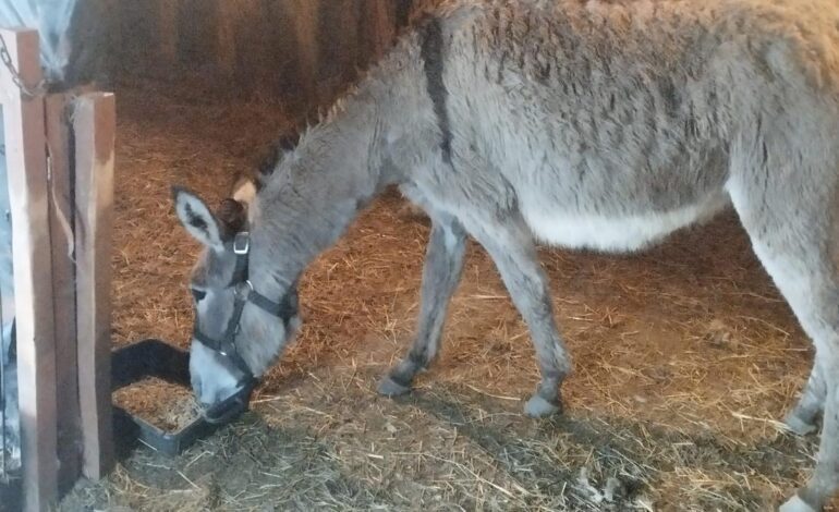 El lobo ataca de nuevo a las puertas de Oviedo y mata a la burra «Mimosa» en Caces