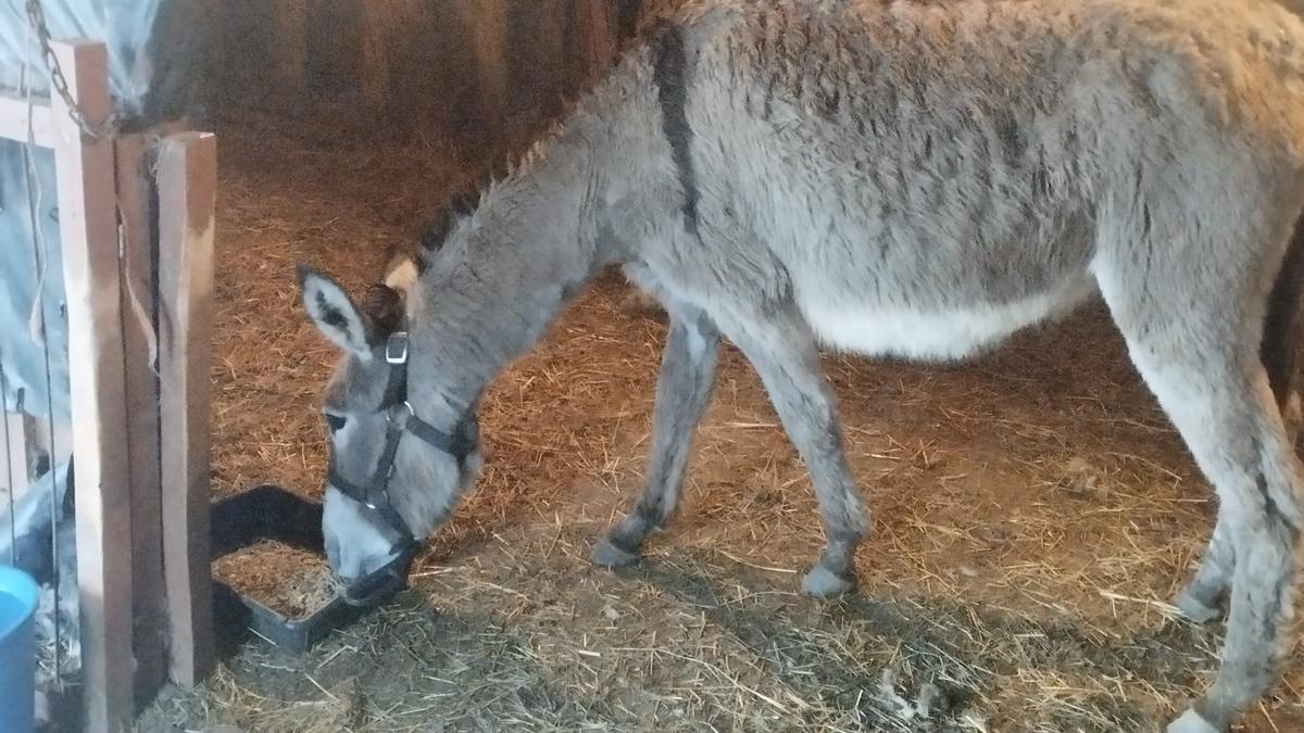 El lobo ataca de nuevo a las puertas de Oviedo y mata a la burra «Mimosa» en Caces