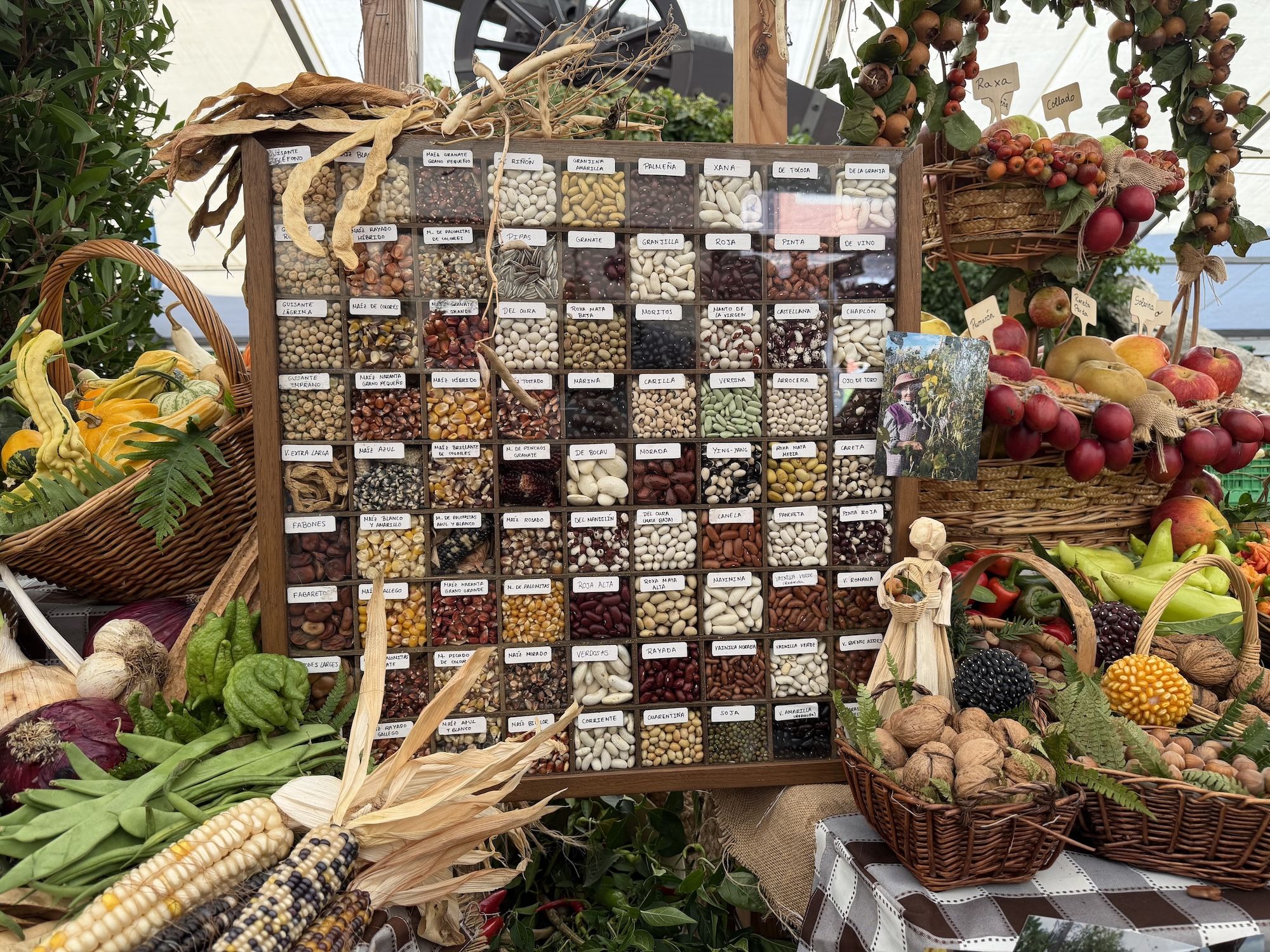 Concurso de castañas y productos de la huerta en Arriondas