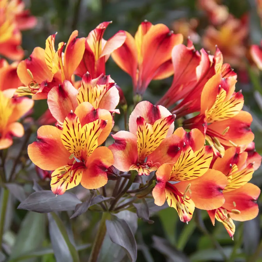 Alstroemeria