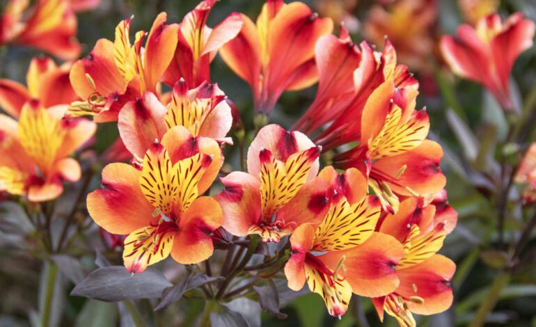 La bonita planta de exuberantes flores que trae la ‘primavera’ a tu jardín en otoño
