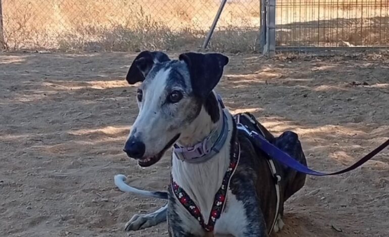 Apuñalan con un destornillador a Jara, una galga de 12 años, asaltando una protectora de Huelva