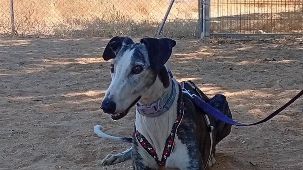 Apuñalan con un destornillador a Jara, una galga de 12 años, asaltando una protectora de Huelva