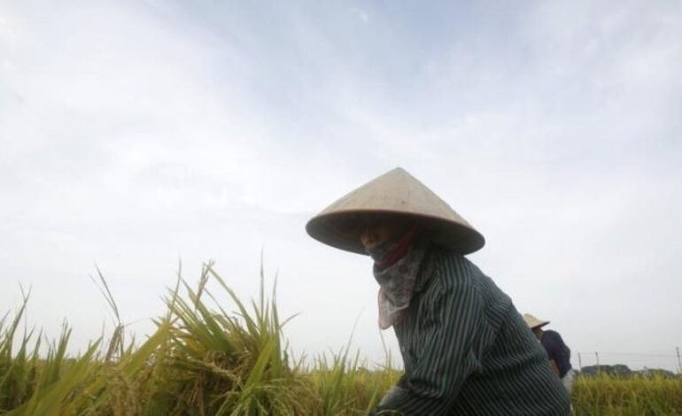 El arroz de Camboya y Birmania hunde el precio en España y amenaza al sector