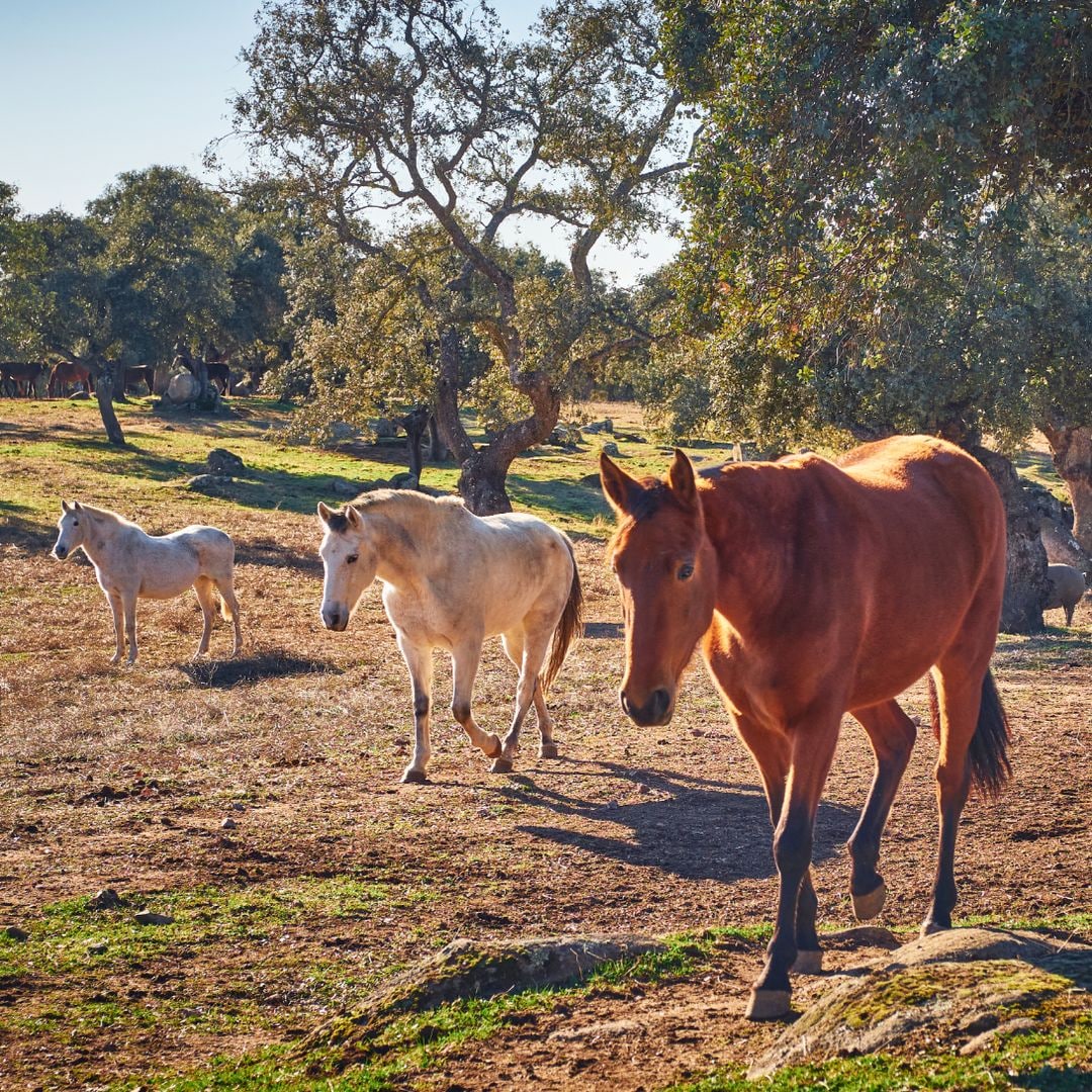 Chevaux dans le pâturage de Los Pedroches, Cordoue