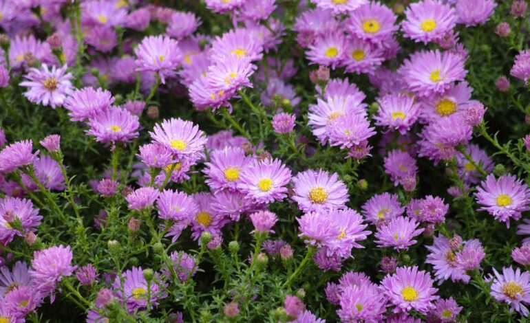 Las bonitas margaritas de otoño que florecen en el balcón o el jardín cuando otras plantas se apagan