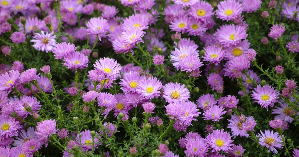 Las bonitas margaritas de otoño que florecen en el balcón o el jardín cuando otras plantas se apagan