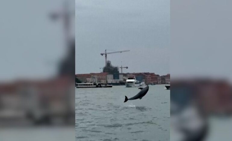 DELFÍN VENECIA | Mimmo, el delfín acróbata que deleita a los turistas en Venecia
