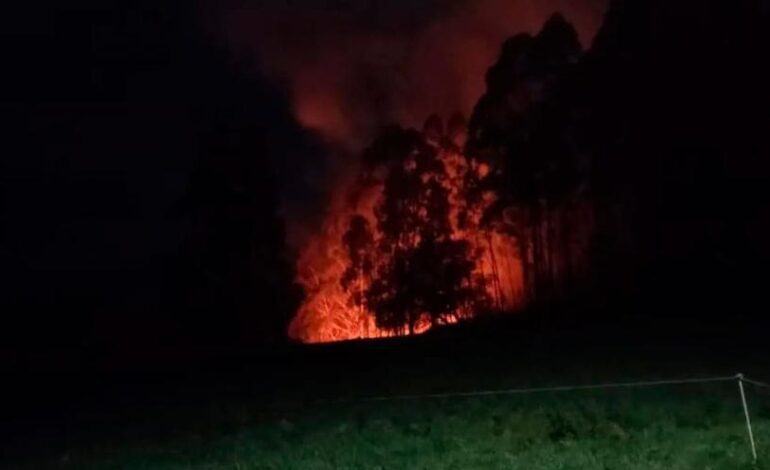 se reactiva el incendio provocado por la caída de un árbol sobre el tendido eléctrico