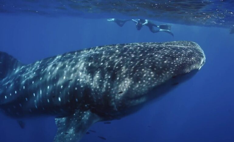 El «bestia» momento de Silvia Abril y Gotzon Mantuliz nadando junto a un tiburón ballena: «Me he cagado»