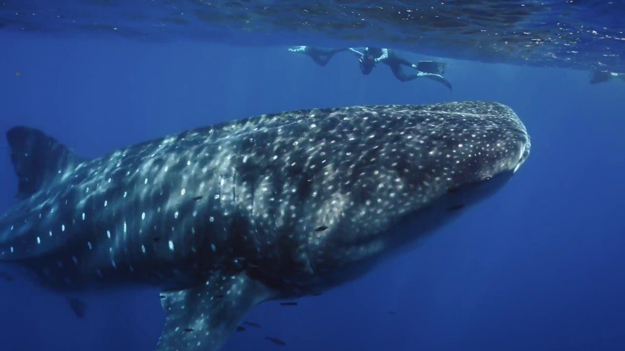 El «bestia» momento de Silvia Abril y Gotzon Mantuliz nadando junto a un tiburón ballena: «Me he cagado»