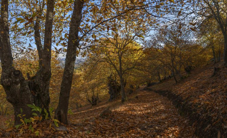 Castañares centenarios malagueños se tiñen de cobre en la ruta más bonita de Andalucía para recorrer en otoño