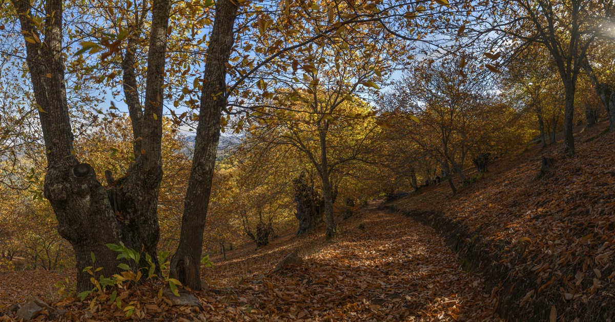 Castañares centenarios malagueños se tiñen de cobre en la ruta más bonita de Andalucía para recorrer en otoño