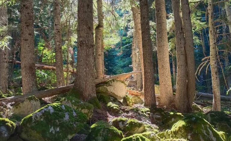 7 bosques de Cataluña que hay que visitar en otoño