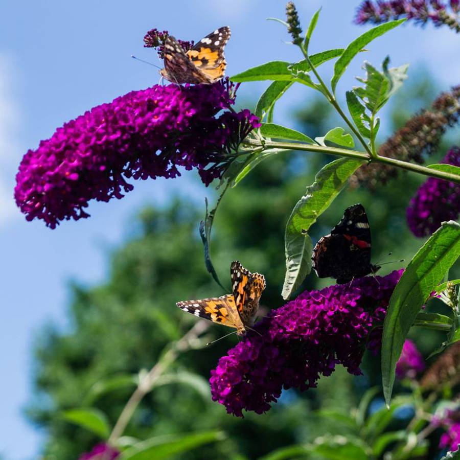 buddleia flor mariposa