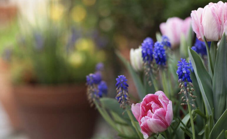 el truco para disfrutar de tus flores durante meses