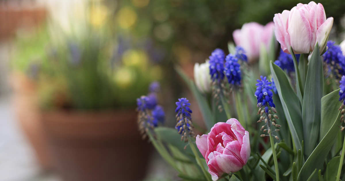 el truco para disfrutar de tus flores durante meses