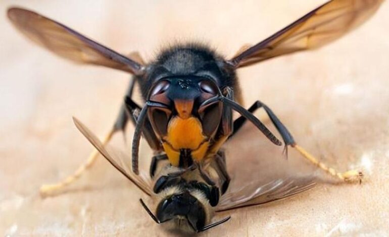 ESPECIES INVASORAS AVISPA ASIÁTICA | La avispa asiática devora colmenas, rompe el equilibrio natural y amenaza la salud
