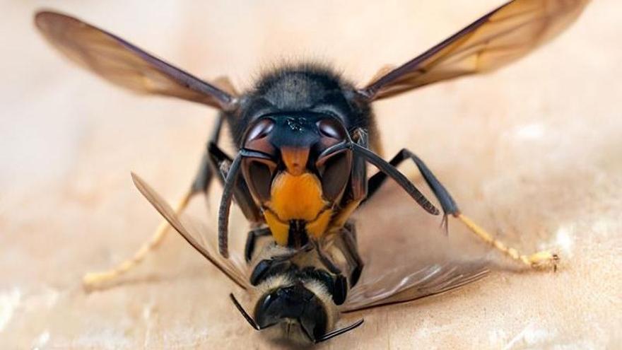 ESPECIES INVASORAS AVISPA ASIÁTICA | La avispa asiática devora colmenas, rompe el equilibrio natural y amenaza la salud