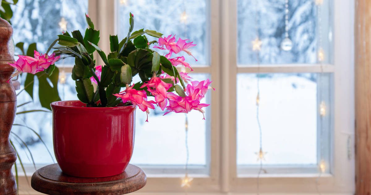 25 plantas de Navidad perfectas para alegrar la casa en fiestas