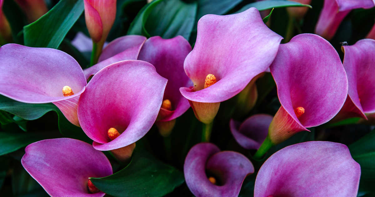 20 flores moradas bonitas y llenas de simbolismo para regalar o poner en casa