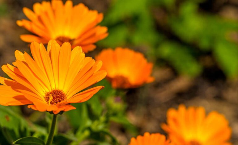 30 flores naranjas perfectas para regalar o aportar un toque de calma al hogar