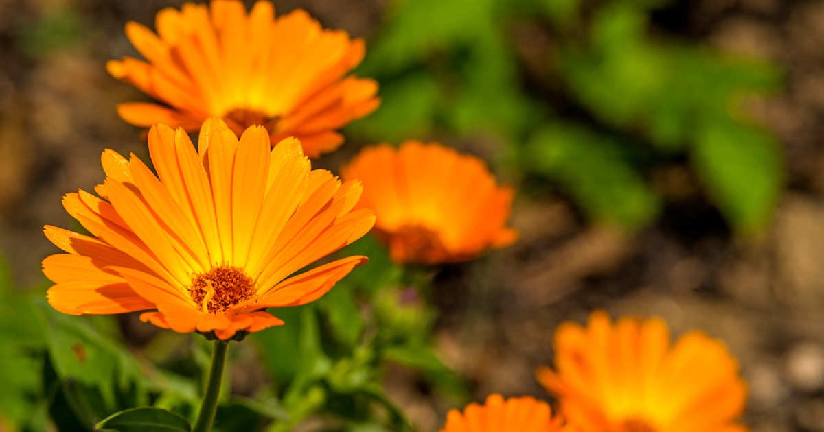 30 flores naranjas perfectas para regalar o aportar un toque de calma al hogar