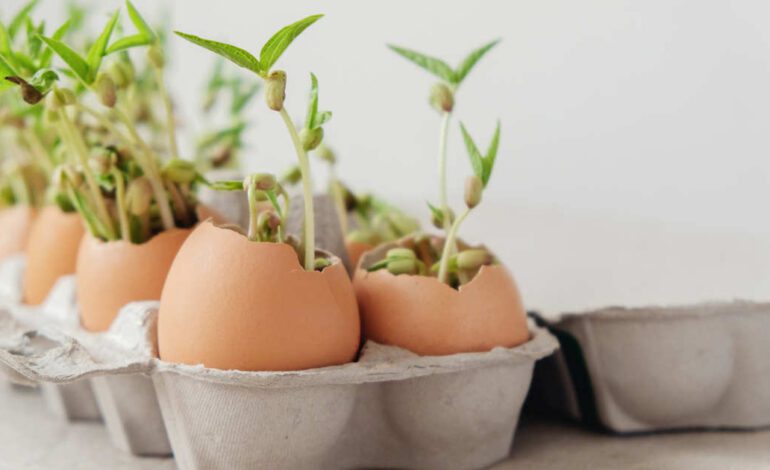 las puedes reutilizar para cuidar de tus plantas en casa, el huerto o el jardín