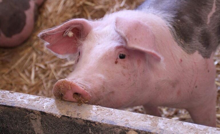 Nuevo varapalo judicial al Gobierno: el Supremo anula la ampliación del espacio mínimo por cerdo