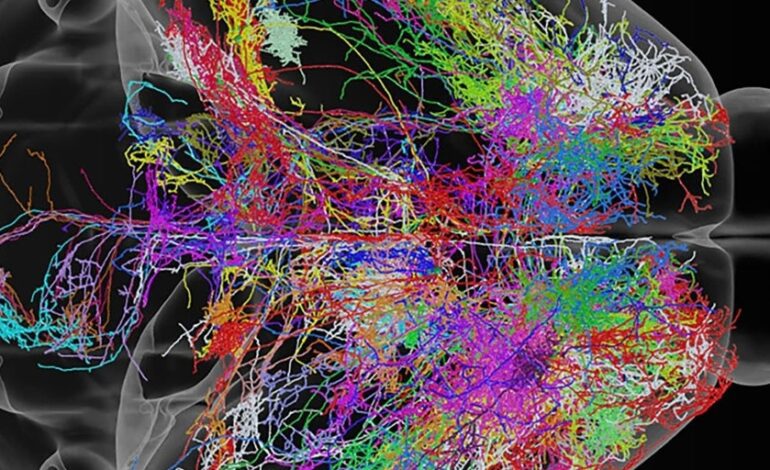 Así decide nuestro cerebro lo que tiene que recordar
