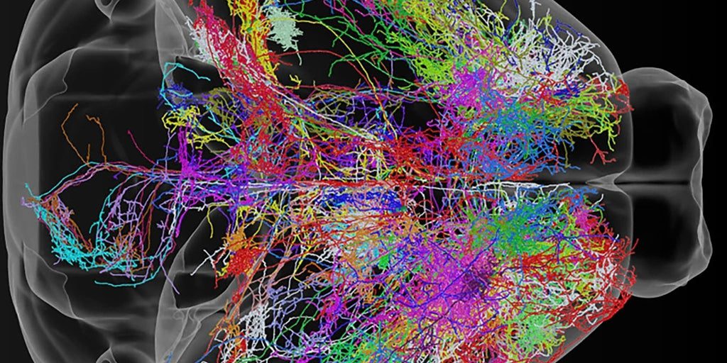 Así decide nuestro cerebro lo que tiene que recordar