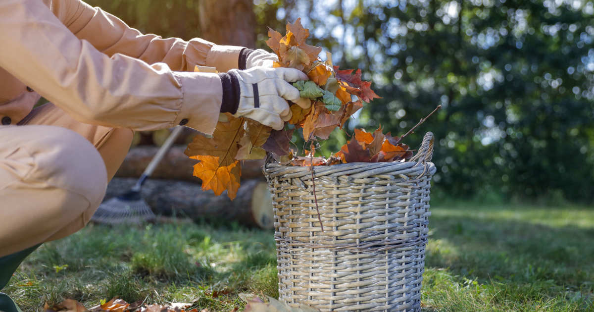“No tires las hojas secas caídas de los árboles. Puedes ahorrar mucho en tierra y fertilizante para tus plantas»
