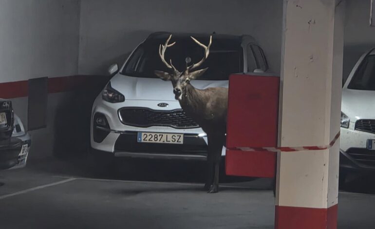 Un ciervo se adentra en Zamora y se cuela en un parking del casco antiguo