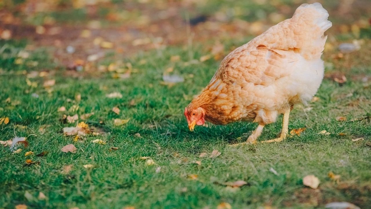 qué es, zonas de riesgo en España y posibilidad de contagio a humanos