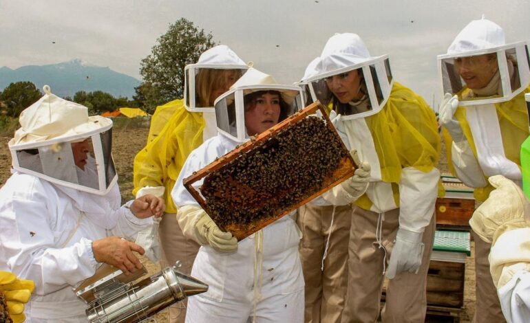 SUPERALIMENTO ABEJAS | Este es el superalimento que puede salvar a las abejas: les permite criar hasta 15 veces más