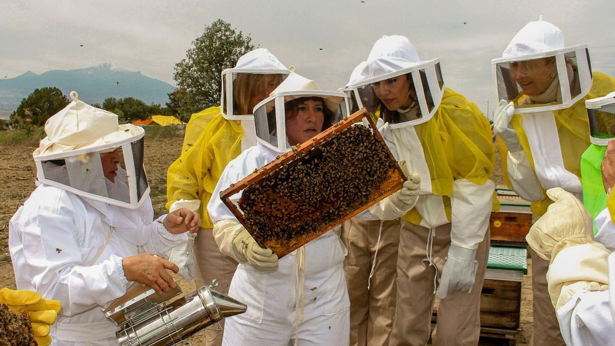 SUPERALIMENTO ABEJAS | Este es el superalimento que puede salvar a las abejas: les permite criar hasta 15 veces más