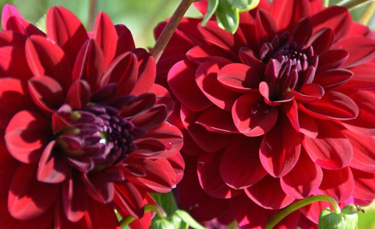 20 flores rojas perfectas para regalar o decorar la casa