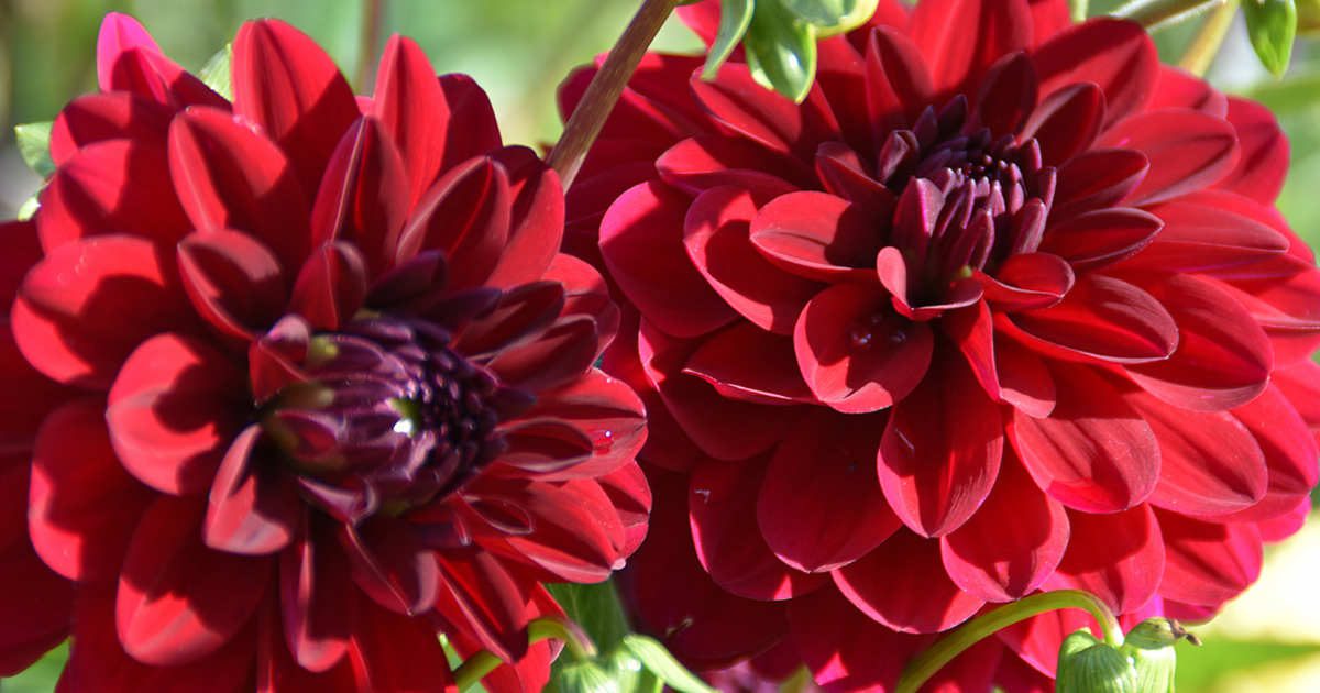 20 flores rojas perfectas para regalar o decorar la casa