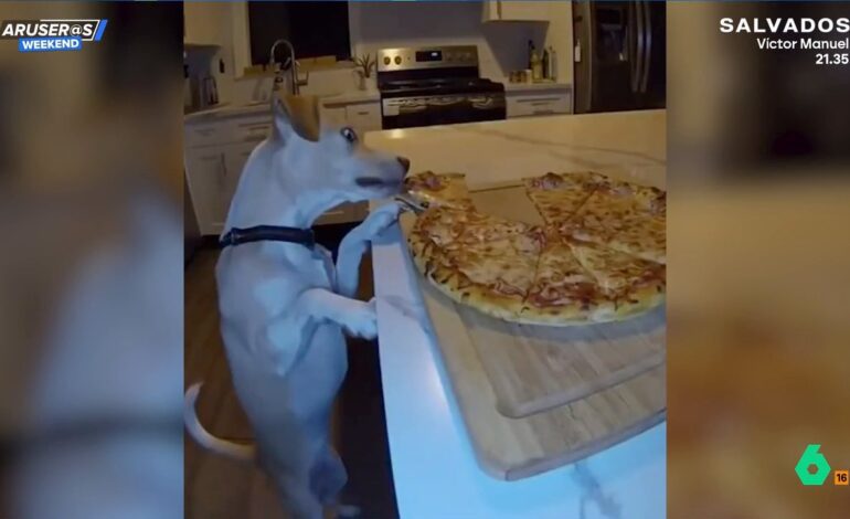 El divertido vídeo de la pillada de un perro robando un trozo de pizza de su dueño