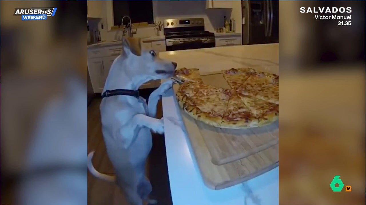 El divertido vídeo de la pillada de un perro robando un trozo de pizza de su dueño