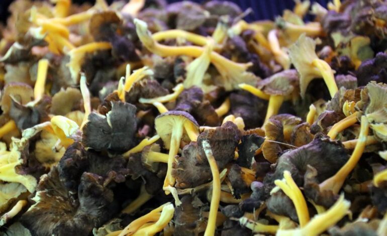 La temporada de setas llega al ecuador con producciones de hasta 90 kilos por hectárea, por encima de la media